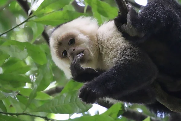 Witte geconfronteerd Kapucijnen aap in de Costa Rica Cloudforest — Stockfoto