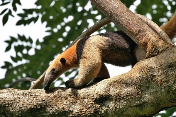 Raksasa Anteater memanjat pohon — Stok Foto