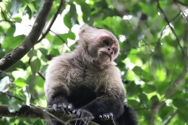 Белая обезьяна-капуцин в облачном лесу Коста-Рики Лицензионные Стоковые Фото