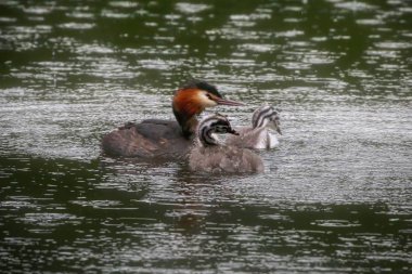 Suda Grebe ve civciv