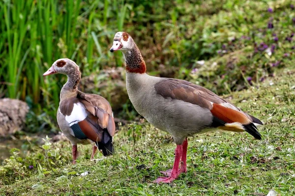 Egipcio Gosling primer plano —  Fotos de Stock