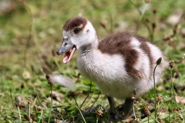 Egipcio Gosling primer plano —  Fotos de Stock