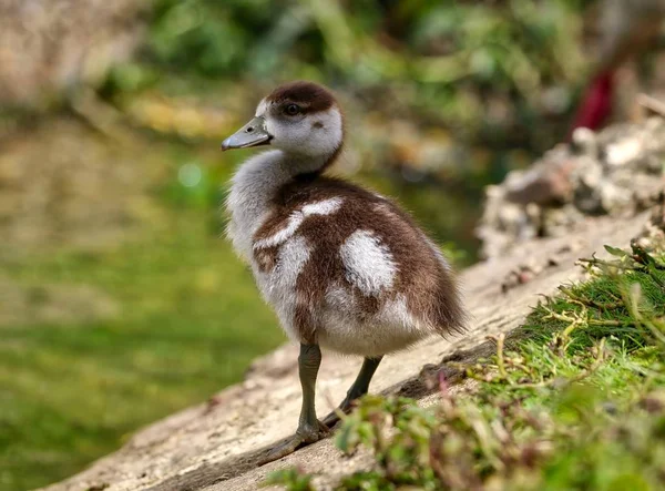 Egípcio Gosling de perto — Fotografia de Stock