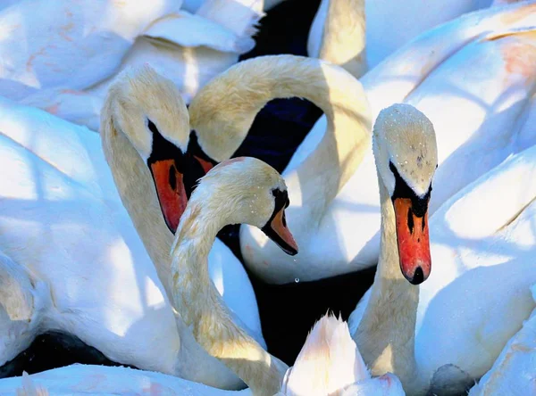 Grupo de cisnes juntos —  Fotos de Stock