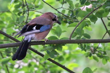 Bir ağaçta nadir Jay