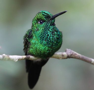 Green Hermit Hummingbird on a branch clipart