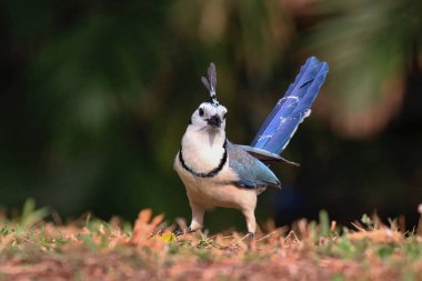 Beyaz boğazlı Magpie Jay