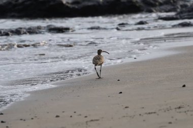 Kosta Rika plajında stilt Sandpiper