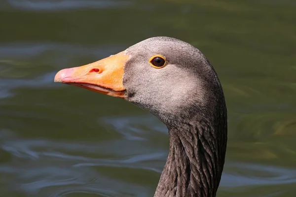 Grauwe close-up portret — Stockfoto