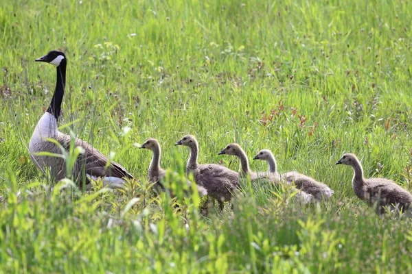 Ganso de Canadá y Goslings —  Fotos de Stock