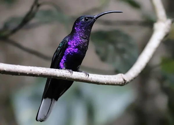 Colibrí Violeta Sabrewing en un árbol en Costa Rica —  Fotos de Stock