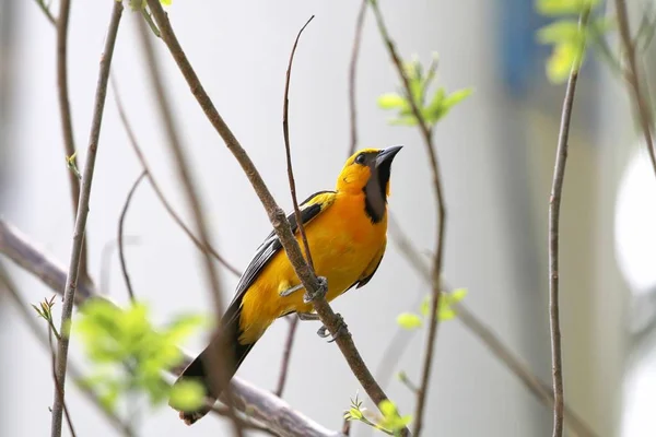 Racha Oriole respaldado en un árbol —  Fotos de Stock