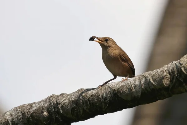 House Wren with food in it's mouth — Stock Photo, Image