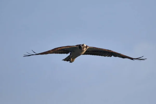 Osprey Flying voorbij overhead — Stockfoto