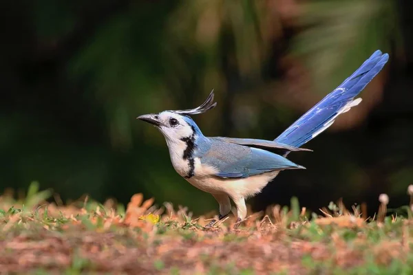 Garganta Blanca Urraca Jay —  Fotos de Stock