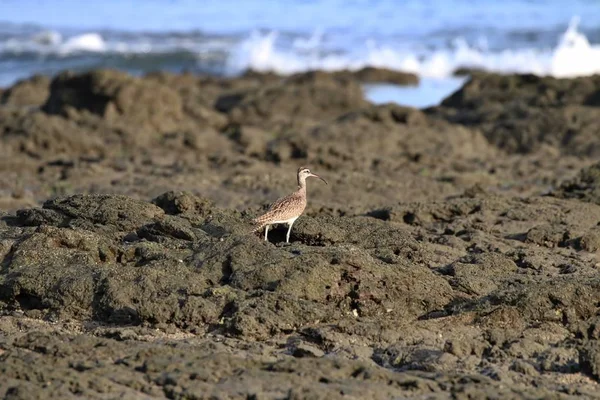 Stilt Sandpiper в Коста-Ріці — стокове фото