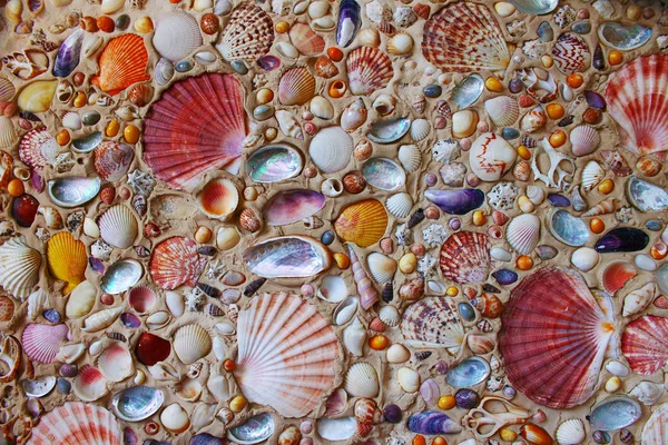 Selection of sea shells — Stock Photo, Image