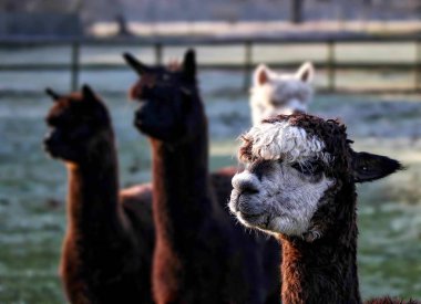 Bir alandaki bir alpaka, yakın çekim