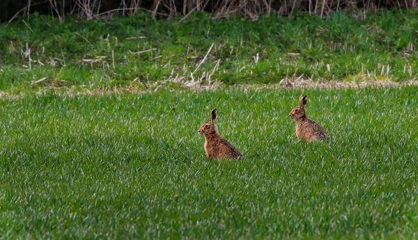 Spring Hares in a field