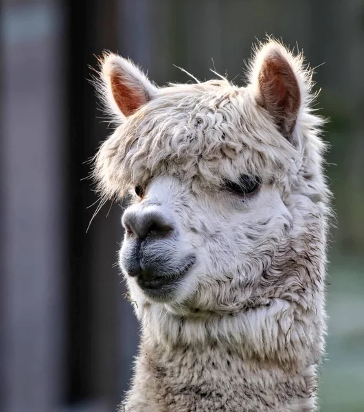 Close up of an Alpaca in a field — Stock Photo, Image