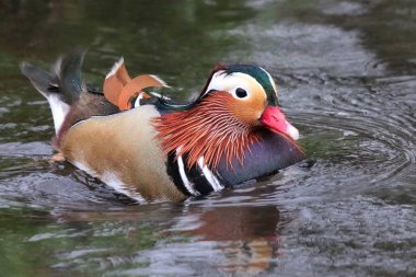 Renkli Mandarin ördeği (AIX galericulata)