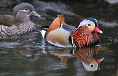 Renkli Mandarin ördeği (AIX galericulata)