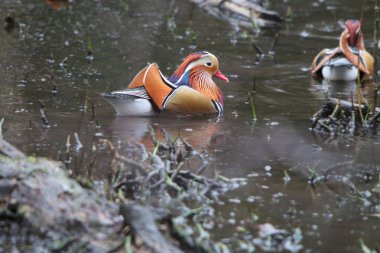 Renkli Mandarin ördeği (AIX galericulata)