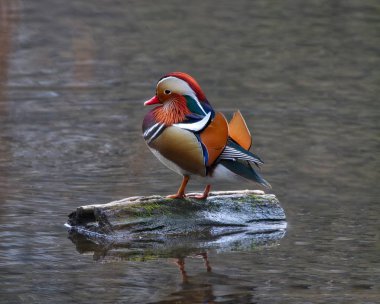 Renkli Mandarin ördeği (AIX galericulata)