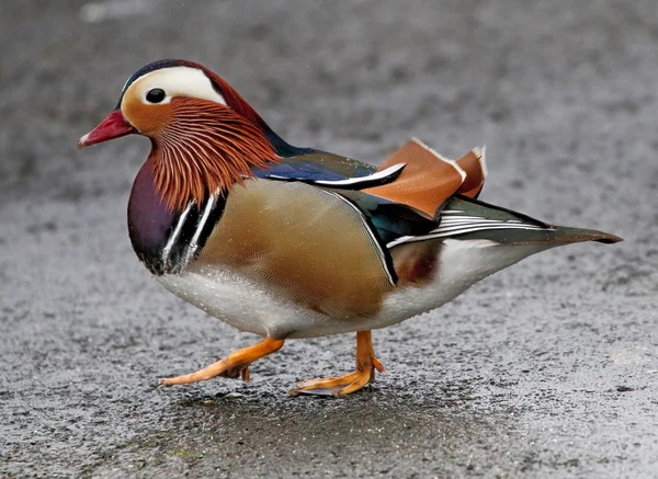 Pato mandarín colorido (Aix galericulata ) Imagen De Stock