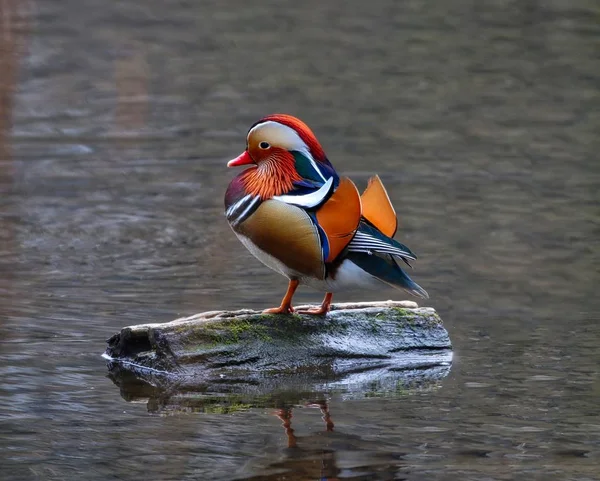 Pato mandarín colorido (Aix galericulata ) Imagen De Stock