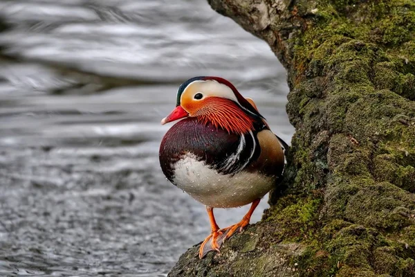 Pato mandarín colorido (Aix galericulata ) Fotos De Stock Sin Royalties Gratis