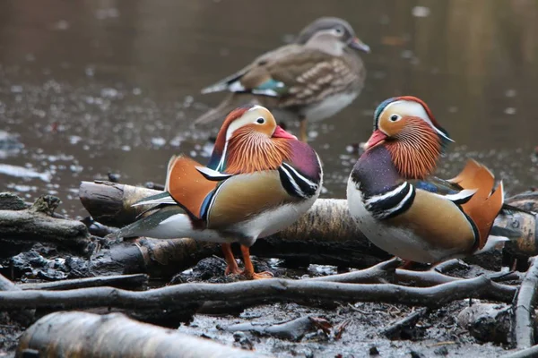 Мандариновая утка (Abgalericulata) ) Стоковое Фото