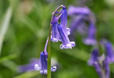 Bahar Bluebells tam çiçeği içinde