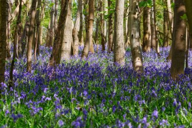Bahar Bluebells tam çiçeği içinde