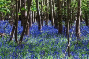 Bahar Bluebells tam çiçeği içinde