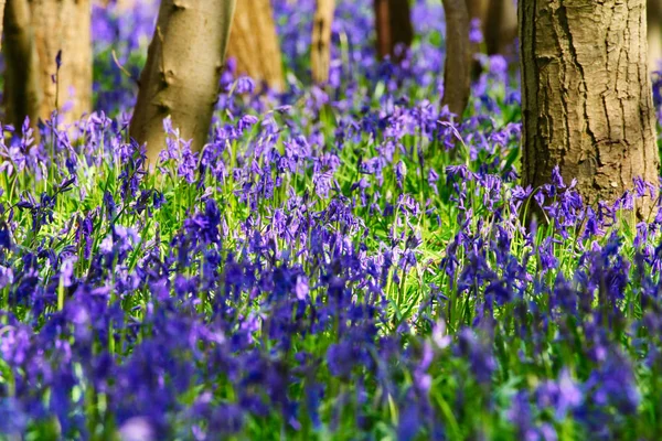 Bluebells Primavera em plena floração — Fotografia de Stock