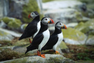 Northumbria Farne adalarından Altantic martı