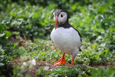 Northumbria Farne adalarından Altantic martı