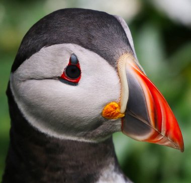 Northumbria Farne adalarından Altantic martı