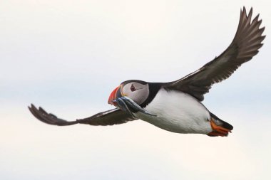 Northumbria Farne adalarından Altantic martı
