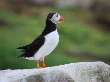Northumbria Farne adalarından Altantic martı