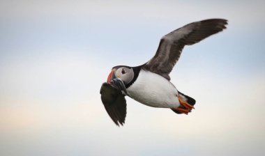 Northumbria Farne adalarından Altantic martı