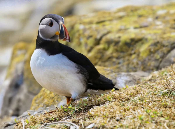 Altantic Puffin das Ilhas Farne na Nortúmbria — Fotografia de Stock