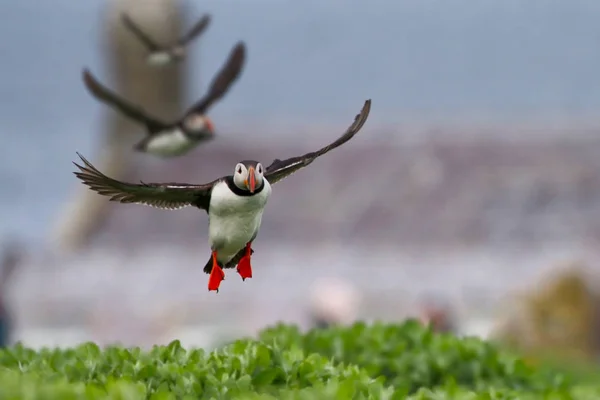 Altantic Puffin from the Farne Islands in Northumbria — Stock Photo, Image