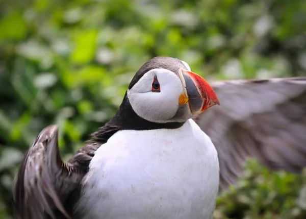 Macareux des îles Farne en Northumbrie — Photo