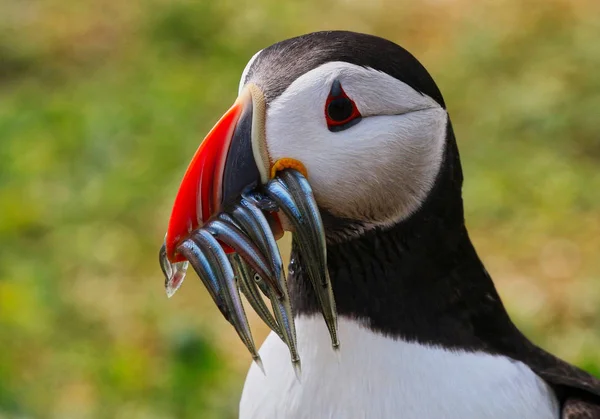 Altantic Puffin from the Farne Island in Northumbria Стоковая Картинка