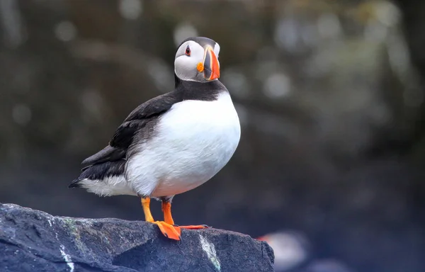 Altantic Puffin from the Farne Island in Northumbria Стоковое Изображение