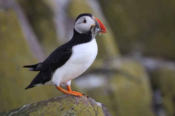 Puffin Altántico de las Islas Farne en Northumbria Imagen De Stock