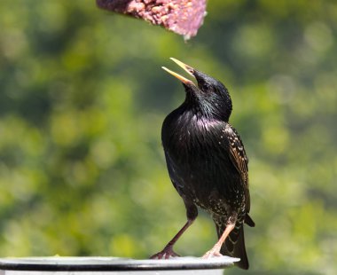 Starling, küçük ve büyük sürüler sık görülen.