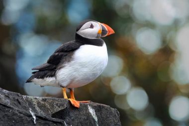 Farne Adaları'nın Atlantik martı